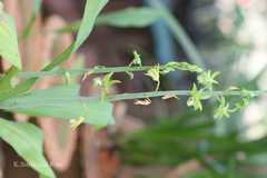 Eulophia andamanensis